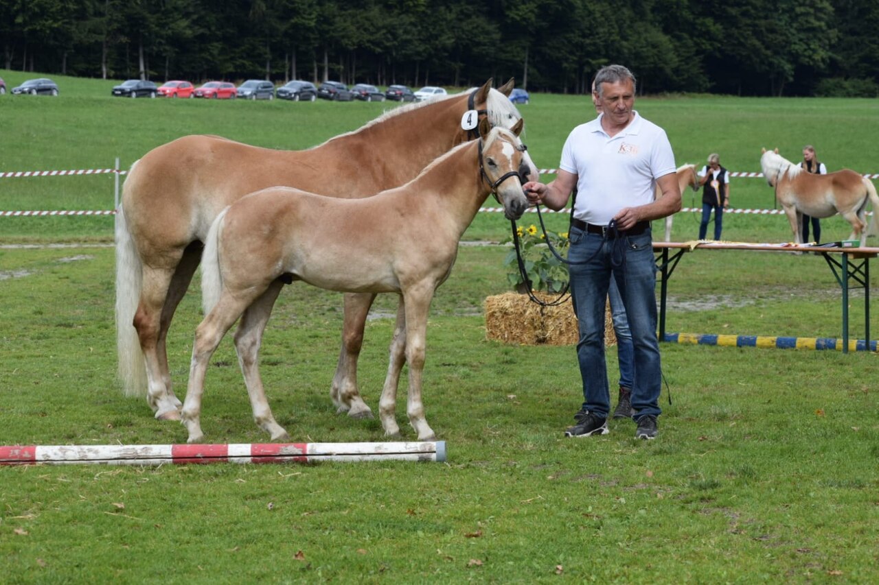 Fohlenschau 2025 Fohlenschau 2025