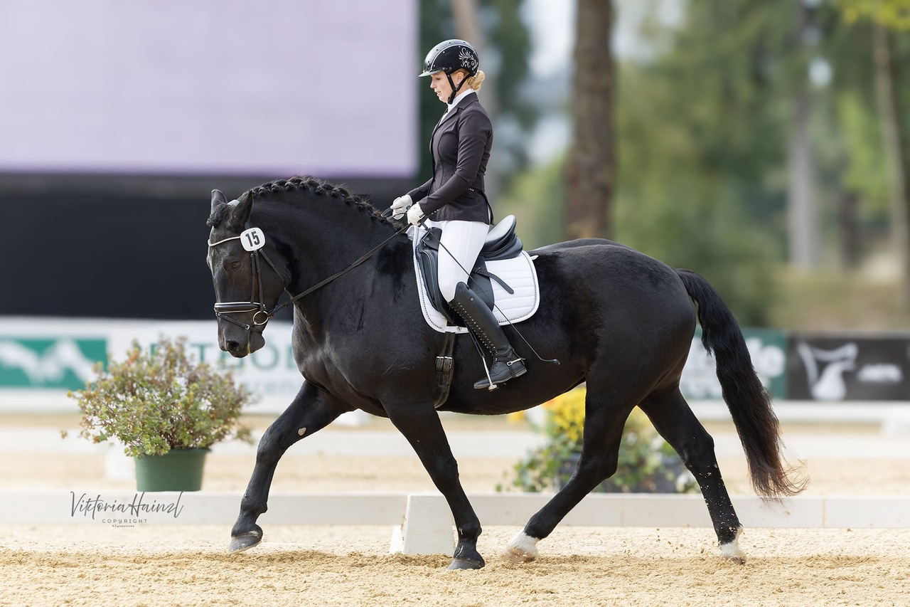 Noriker Bundeschampionat 2025 Noriker Bundeschampionat 2025