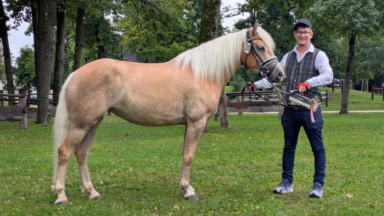 Haflinger Bundeschau u. Championat 2025 Haflinger Bundeschau u. Championat 2025